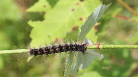 Gypsy moth caterpillar population rising in Mich. due to rain