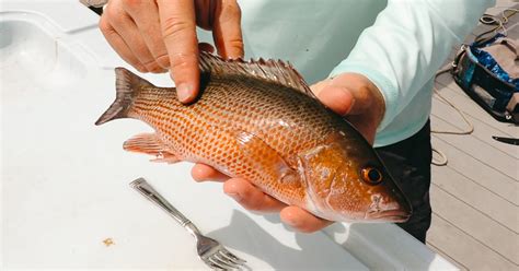 4 Steps To Clean Snapper Without Filleting Them