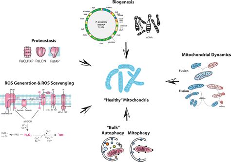 Impact Of Mitochondrial Architecture Function Redox Homeostasis And