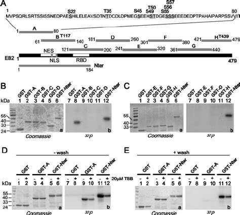 Ck In Hek T Cell Extracts Binds To And Phosphorylates The Eb N