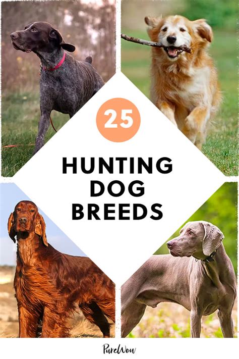 Hunting Hounds Breeds