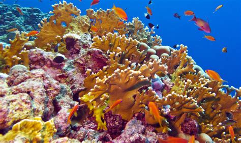 5d2 Coral Reefs – Nature Journals