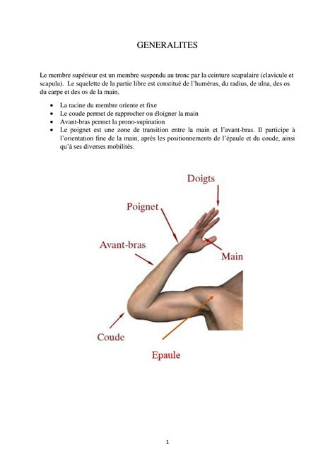 SOLUTION 7 Generalites Sur L Ost Ologie Du Membre Sup Studypool