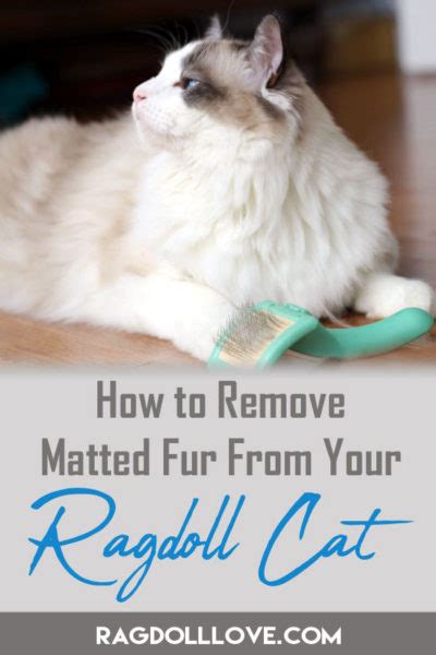 Tips and Hacks For Dealing With Matted Cat Fur on Your Ragdoll