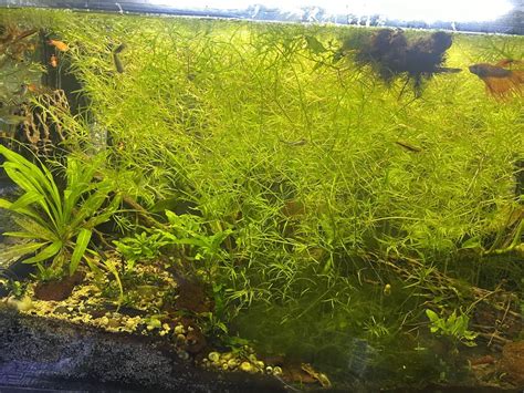 [fs][ft] Santa Clarita Ca 5 Guppy Grass Weed R Aquaswap