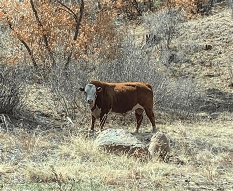 County Feral Cow Roundup Continues Los Alamos Reporter