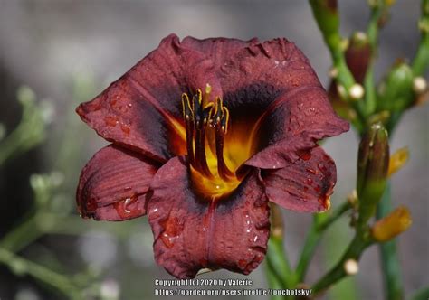 Daylily Hemerocallis Copper Chameleon In The Daylilies Database