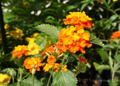 10 Drought-Tolerant Native Plants for Houston - Buchanan's Native Plants