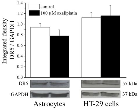 Death Receptor 5 Dr5 Protein Expression Astrocytes 10 6