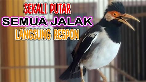 Jitu Suara Jalak Suren Gacor Sekali Putar Jalak Manapun Langsung