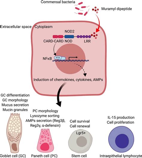 Role Of Cytosolic NOD2 In Sensing Commensal Bacteria And Regulation Of