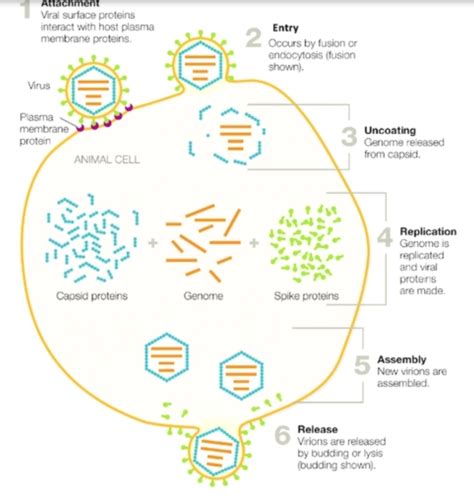 Chapter 6 Micro Viruses Flashcards Quizlet