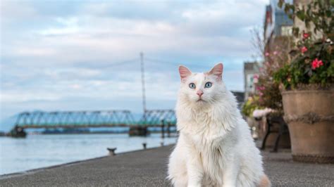 Sama Sama Berasal Dari Turki Ini Perbedaan Kucing Turkish Van Dan