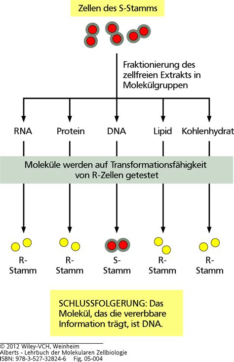 Molekularbiologie Der Zelle Teil Dna Chromosomen Genom Darwinator