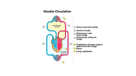 What Is Double Circulation Draw Its Flow Chart