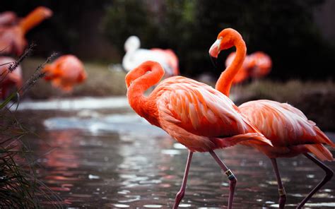 Flamingo Wallpapers Hd Free Download