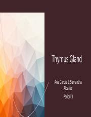 The Role of the Thymus Gland in Immune Function and Disease | Course Hero