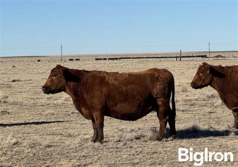 10 Red Angus 10 YO Mature Bred Cows BID PER HEAD Livestock BigIron