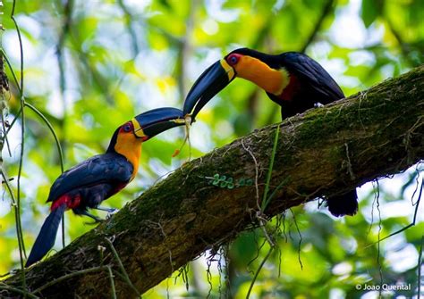 Channel Billed Toucan Ramphastos Vitellinus Eating A Frog In Rio De