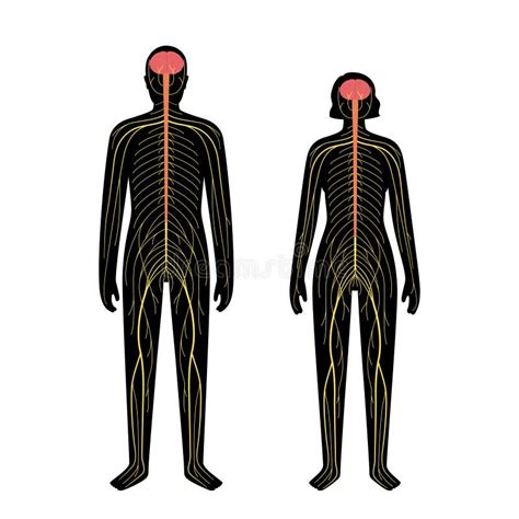 Human Nervous System Stock Vector Illustration Of Diagram 226126164