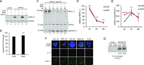 Gsh Depletion Does Not Perturb Early Events Of Hpv16 Infection A