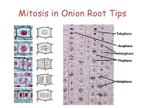 Onion Root Tip Mitosis Diagram