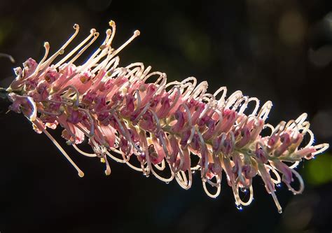 Grevillea Flower Australian Free Photo On Pixabay Pixabay