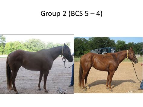 Body Condition Score Modeling System Part Of Broodmare Equine Research