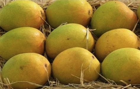 Types Of Mangoes Which You Must Try In Summer Season Konkankatta In