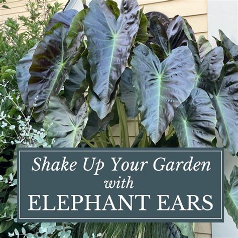 Shake Up Your Garden With Elephant Ears Longfield Gardens