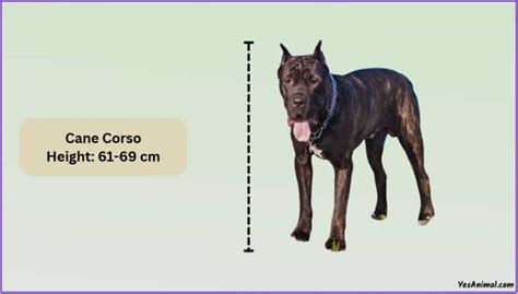 Cane Corso Size: How Big Are They Compared To Others?