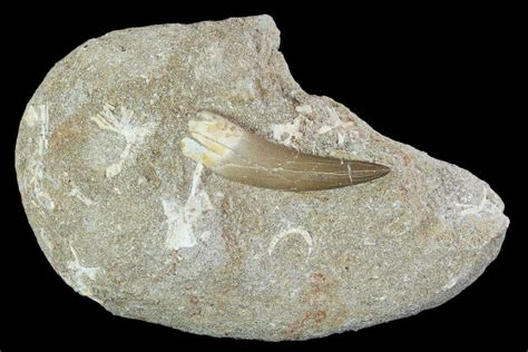 1 9 Fossil Plesiosaur Zarafasaura Tooth In Rock Morocco For Sale 102082