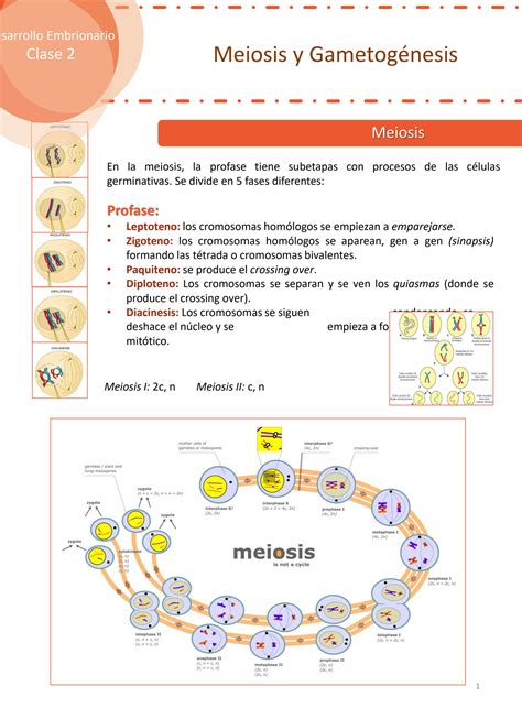 Solution Clase Meiosis Y Gametog Nesis Studypool