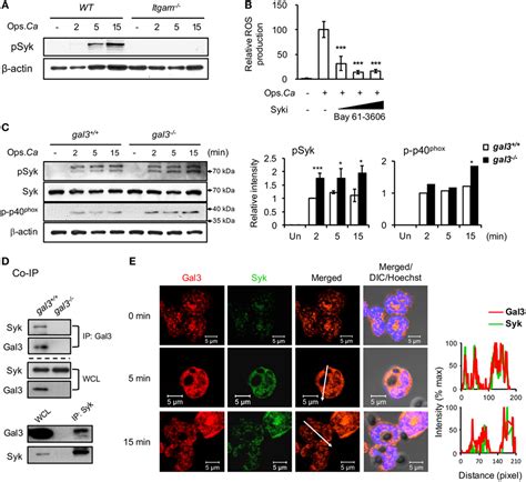 Frontiers Cell Intrinsic Galectin 3 Attenuates Neutrophil