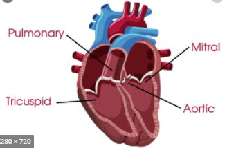 Vm Cardiovascular History And Physical Exam Day Part