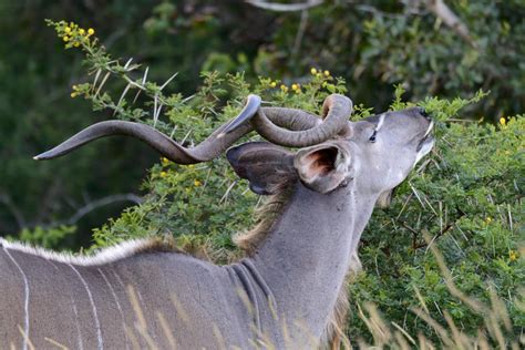 Kudu Habitat - Mammals - South Africa