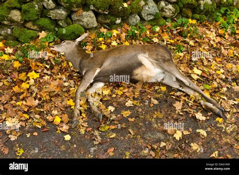 Corpse Road Hi Res Stock Photography And Images Alamy