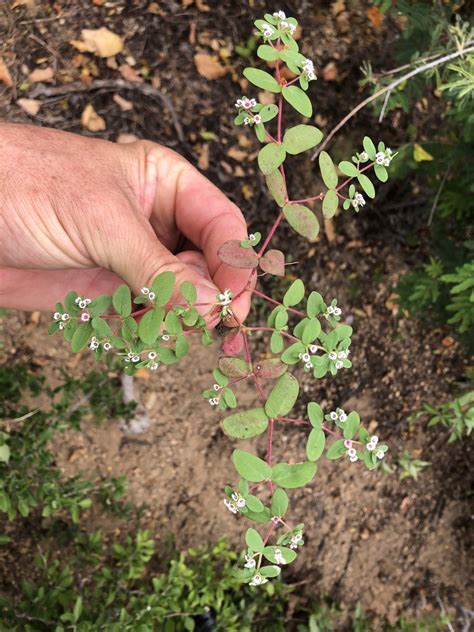 Euphorbia Peninsularis From La Paz Mx Bs Mx On October At