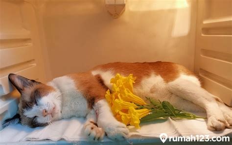 Cara Mengubur Kucing Menurut Islam Di Rumah Lengkap Dengan Doa