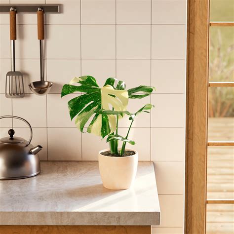 Thai Monstera Constellation | Including Care Guide | Lively Root