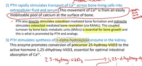 Section 3 Calcium And Bone Mineral Homeostasis Flashcards Quizlet