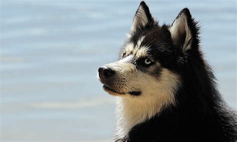 Husky Dog Names – Most Popular, Famous, Male, Female & More – Pet Guide Reviews