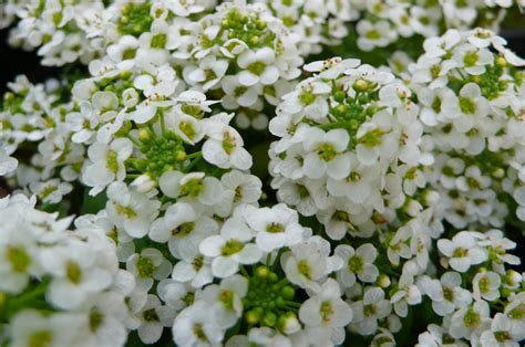 Алиссум морской (105 фото)