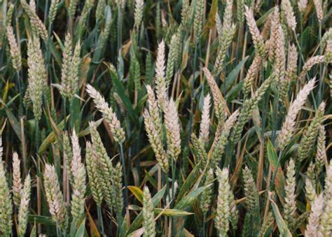 A Growing Threat Harmful Fungal Toxins Spreading In Wheat