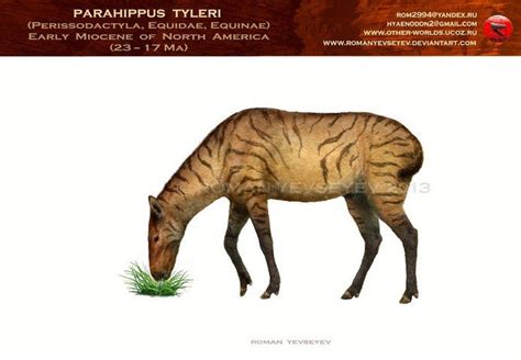 Эволюция лошади/ Equidae evolution - 1 Сентября 2013 - Иные миры ...