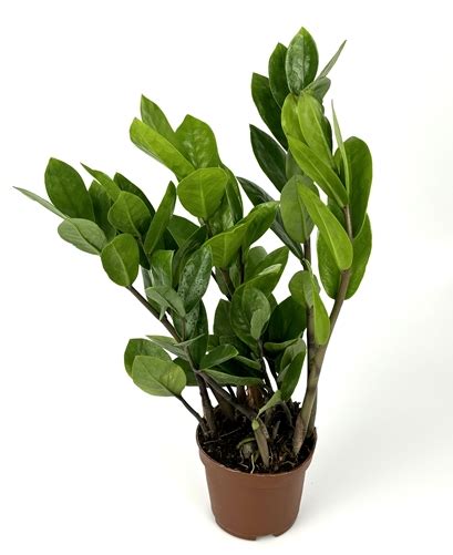 ZZ Plant Low Maintenance Houseplant Large 8"-12" Tall, 4" Pot