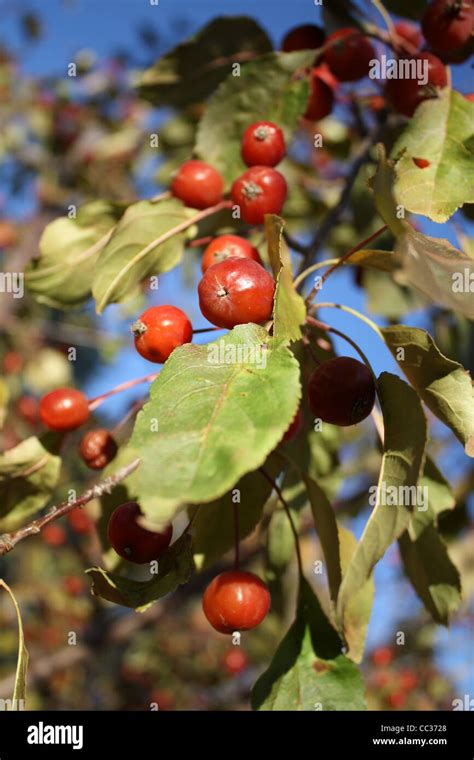 Crabapple Fruit Tree Stock Photo - Alamy