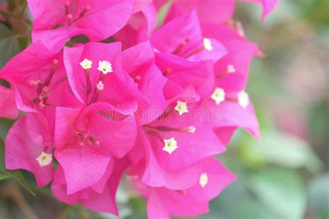 Close Up View Of Bougainvillea Pink Flower Stock Photo Image Of