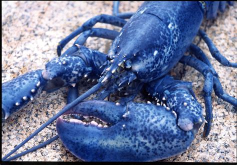 Blue Lobster : r/RealLifeShinies