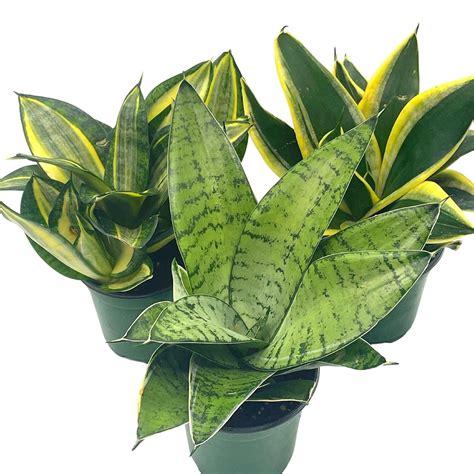 Sansevieria Trifasciata Rosette Shaped Variety Bundle Set Of In